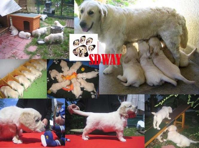 SDWAY Golden Retriver