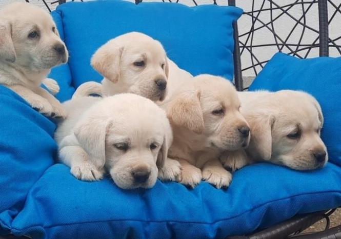 Prelepi štenci labradora 