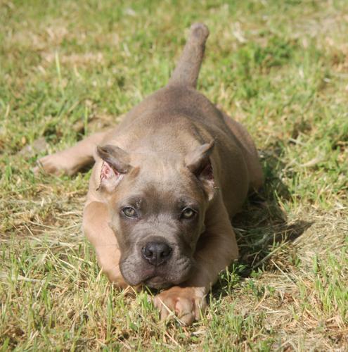 Cane Corso štenci