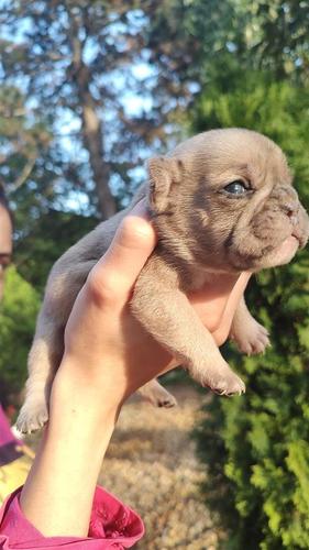 Francuski Buldog