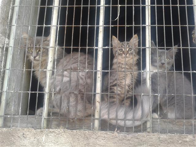 Macici
