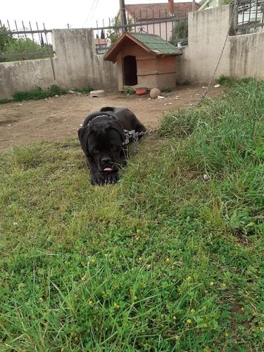 CANE CORSO