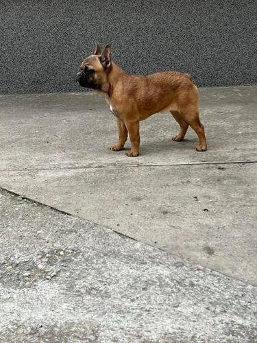 Francuski buldog