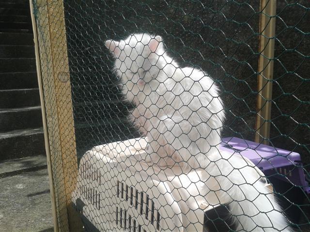 Sibirska macka i maine coon macak