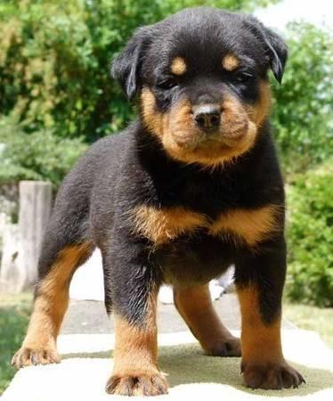Rottweiler Puppies