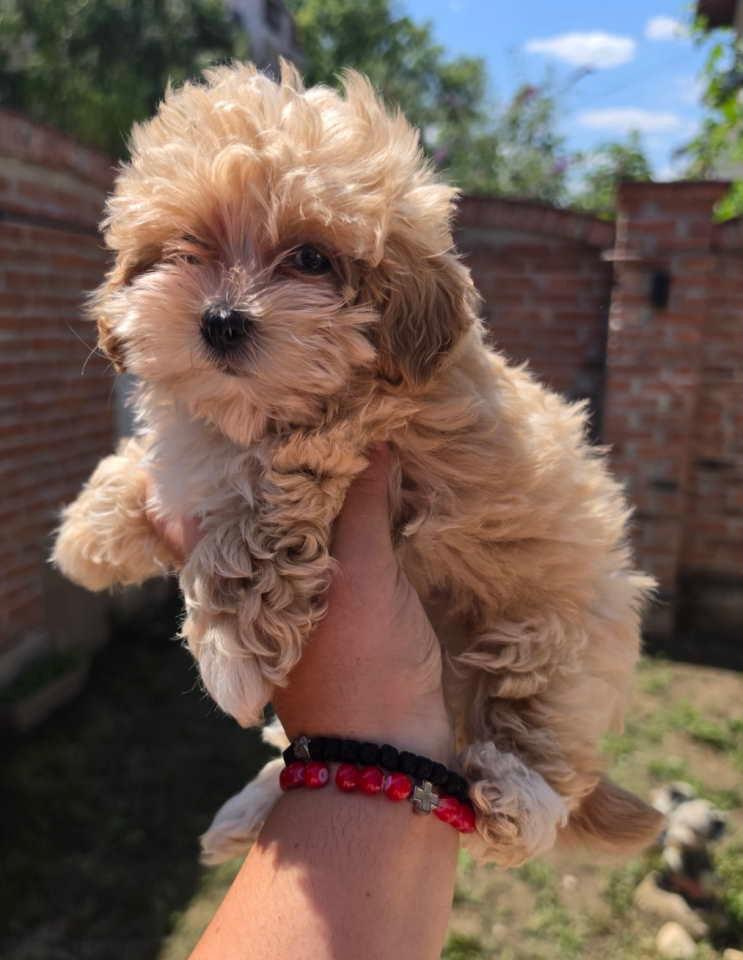Maltipoo-bebe