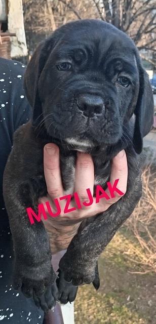 Cane-corso-štenci