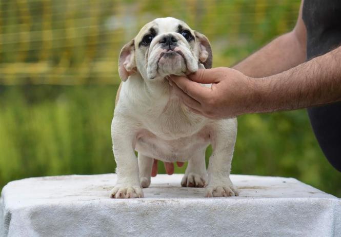 Engleski buldog