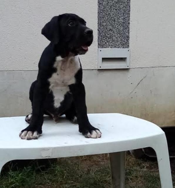 Cane-Corso