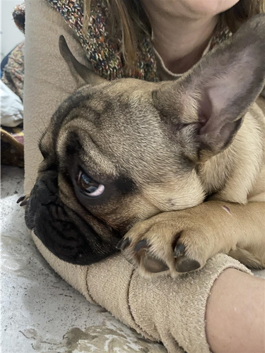 Francuski buldog