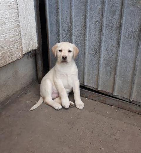 Labrador-štenci--vrhunskog-porekla-