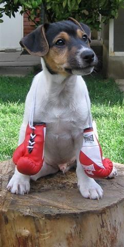 Dzek Rasel terijer (Jack Russell Terrier)