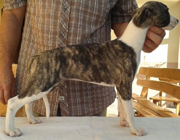 Whippet - mali engleski hrt