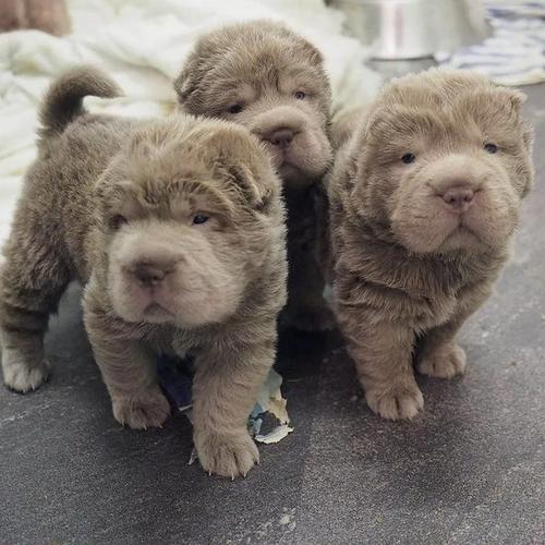 štenci shar peija