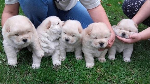 Chow chow cau cau