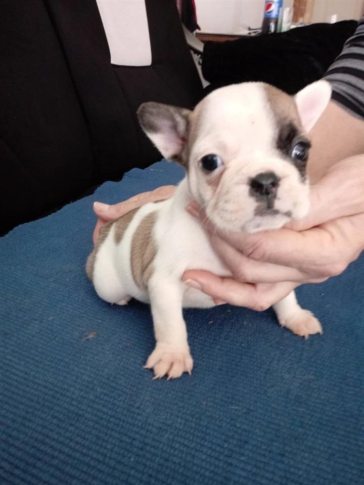 Francuski-buldog-stenad