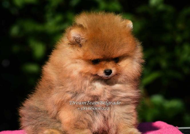Pomeranski spic