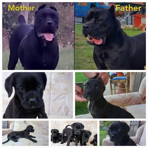 CANE CORSO