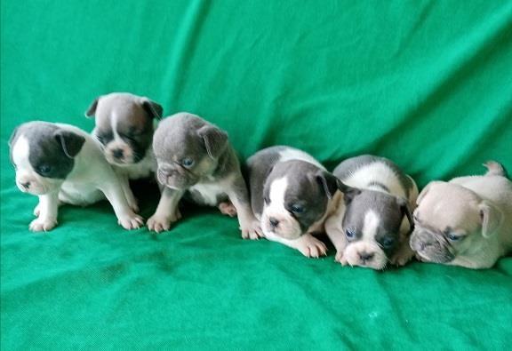 Francuski buldog štenci egzotičnih boja