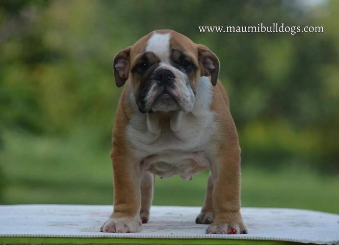 Engleksi Buldog