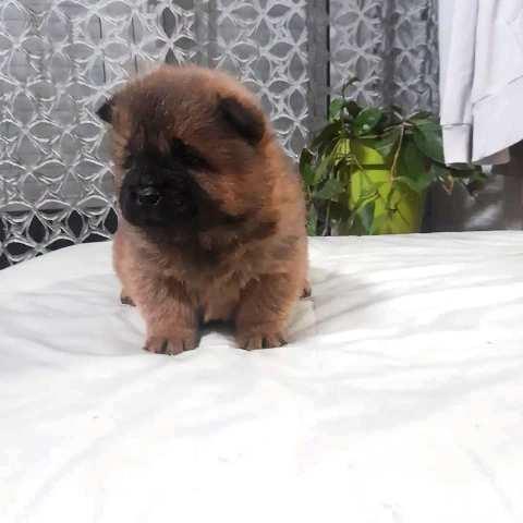 Čau-Čau--Chow-Chow--štenci