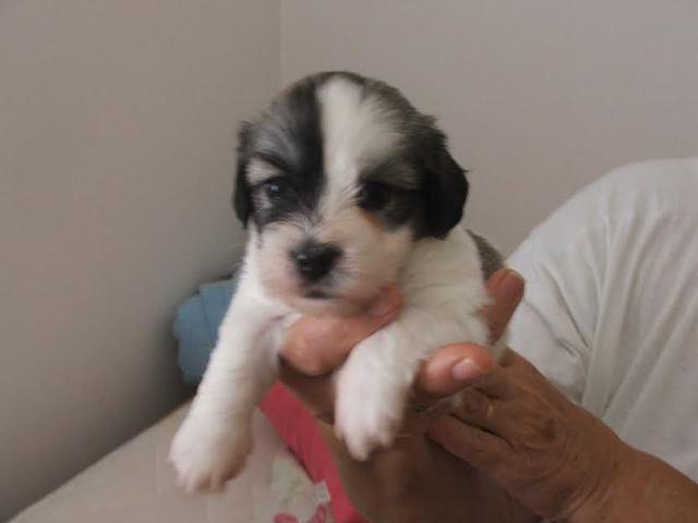 Coton-de-tulear