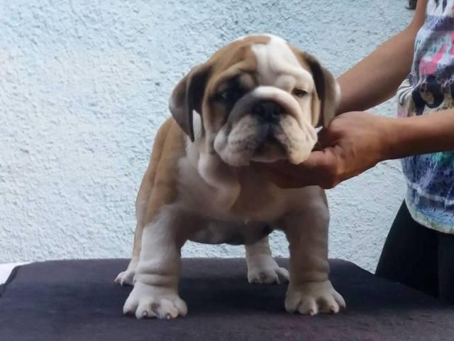 Engleski buldog prelepa štenad 