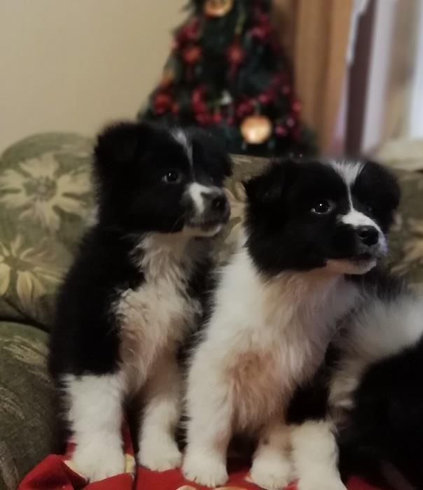 Border-Collie-štenci
