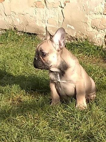 Francuski buldog štenci