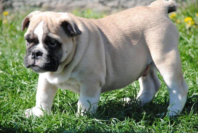 Engleski Buldog 