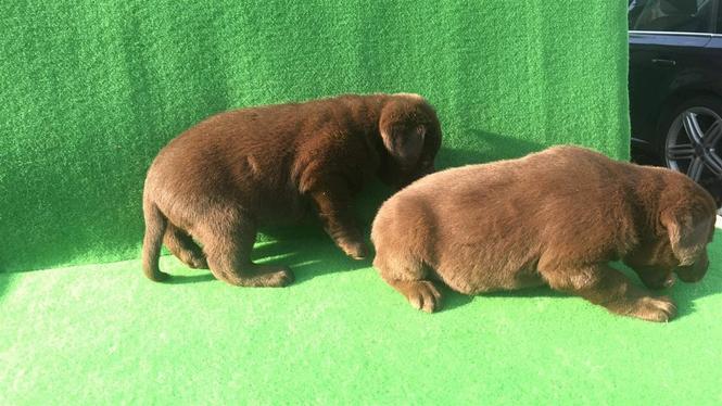 Labrador čokoladni štenci