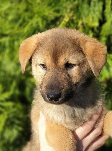 Koreanski Jindo pas štenci