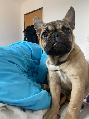 Francuski buldog