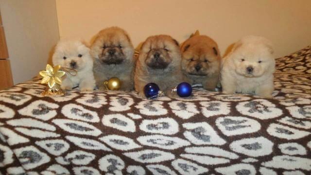 Chow chow cau cau stenad