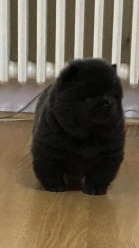 Chow chow - Cau cau musko stene