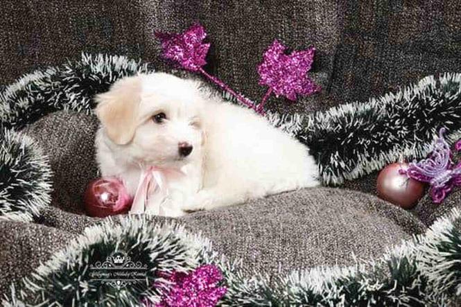 Coton de tulear - stenci na prodaju
