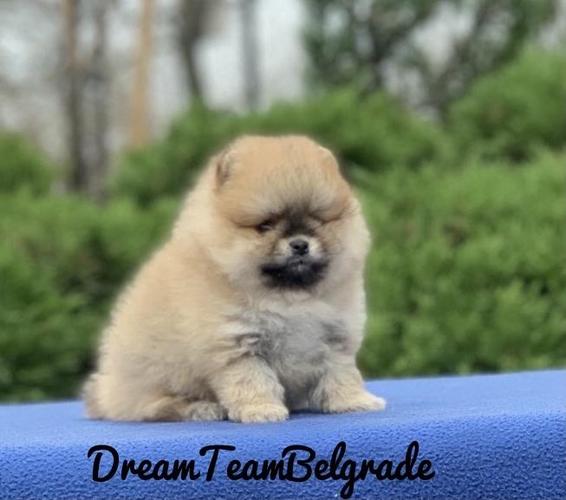 Pomeranac