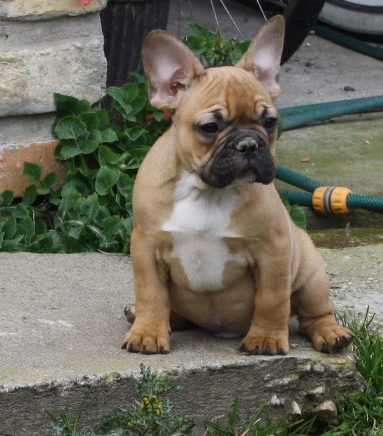 Francuski-buldog-štenci