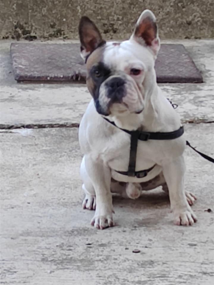Francuski-buldog