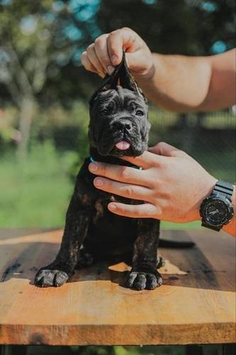 Cane Corso vrhunski štenci