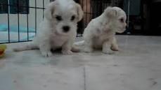 maltese