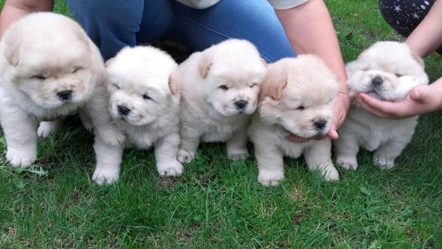 Chow chow cau cau stenad  