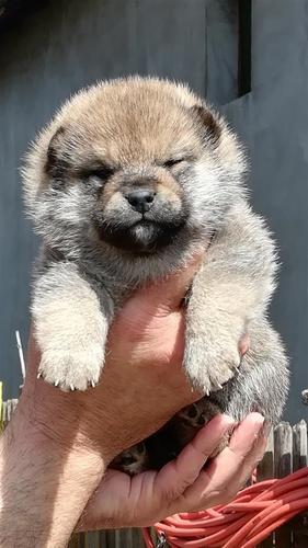 Shiba Inu štenci na prodaju
