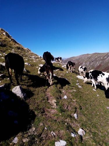Prodajem junad za držanje i za klanje