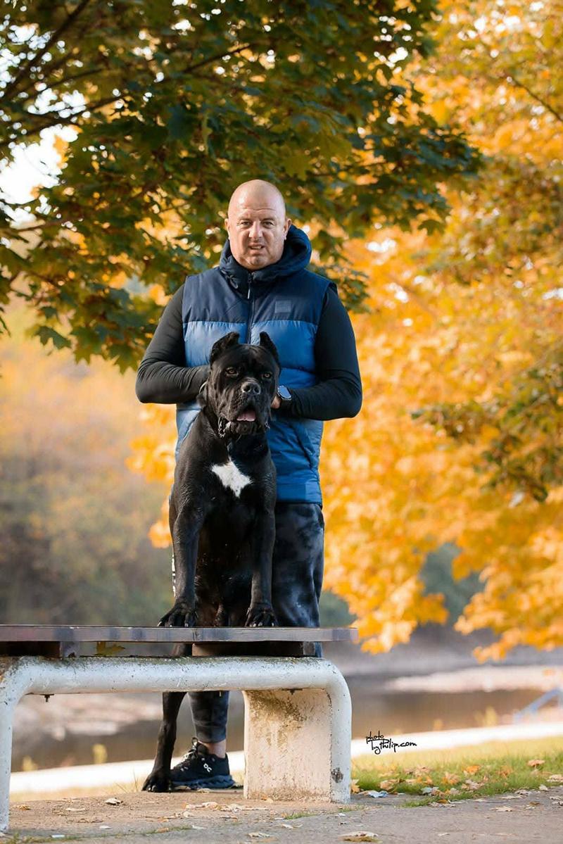 Cane-Corso