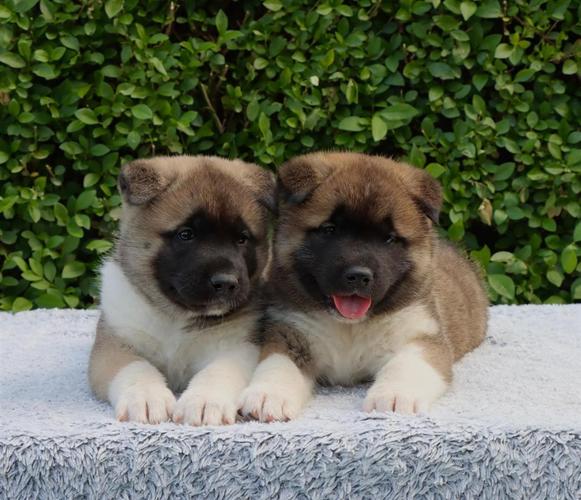 Americka Akita