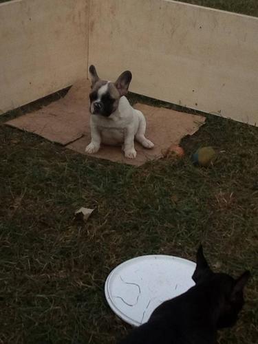 Francuski buldog štenci