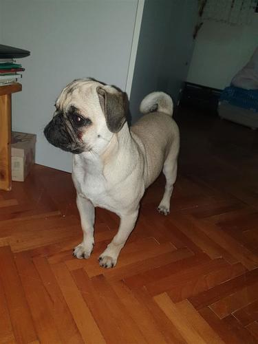 Mops