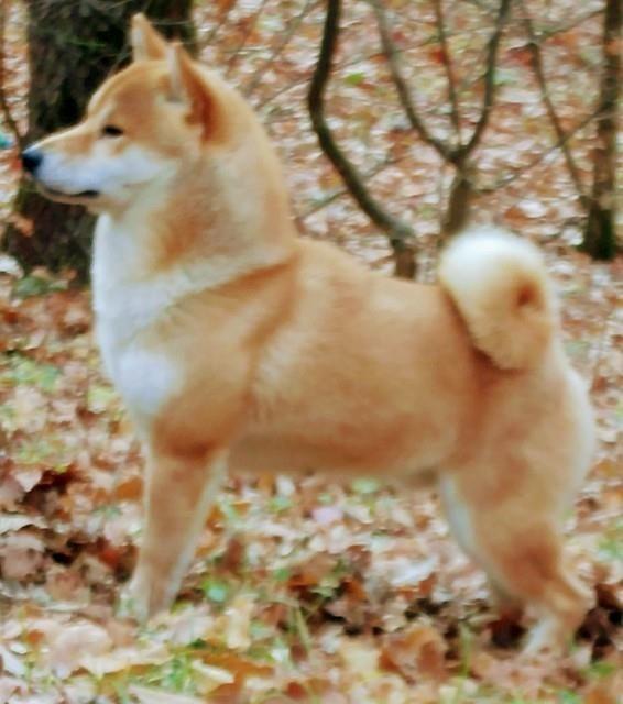 Šiba-Inu-štenad