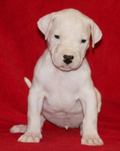 Dogo argentino i bulterijer stenci